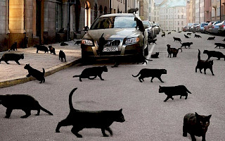 black Cats